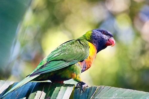 birds parrots lorrikeets