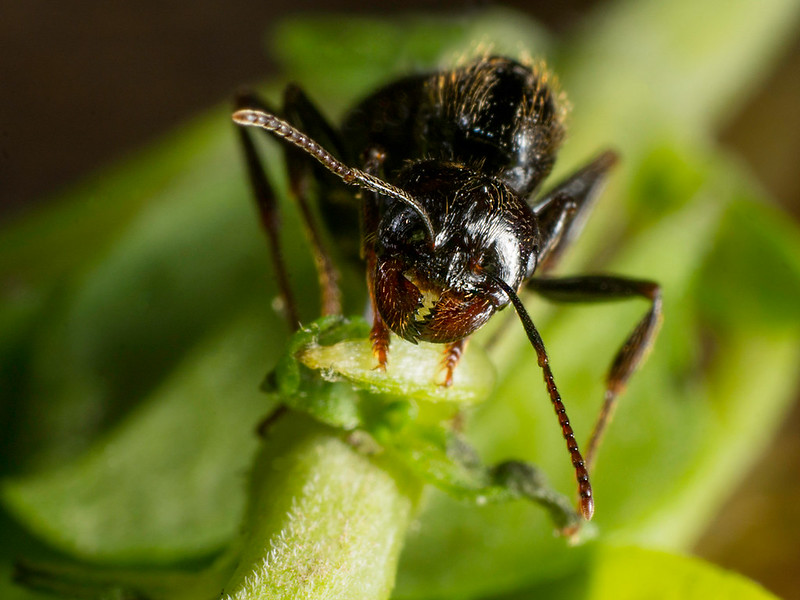 Hormiga macro