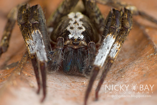 Wandering Spider (Ctenidae) - DSC_6443