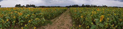 autostitch panorama usa flower nikon unitedstates florida farm blumen sunflower milton sonnenblume santarosacounty d5000 fisherbray sweetseasonsfarm