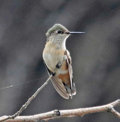 2016 calliopehummingbird nm northroosevelttrap rooseveltco selasphorus selasphoruscalliope trochilidae trochiliformes bird hummingbird