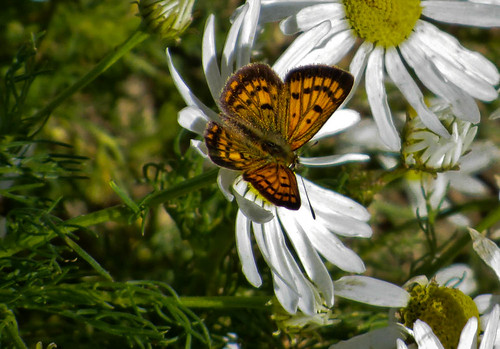 new flowers christchurch butterfly zealand daisy wildflowers victorapark