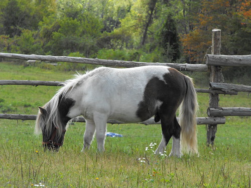 horse cheval quebec québec miniaturehorse qc montérégie monteregie