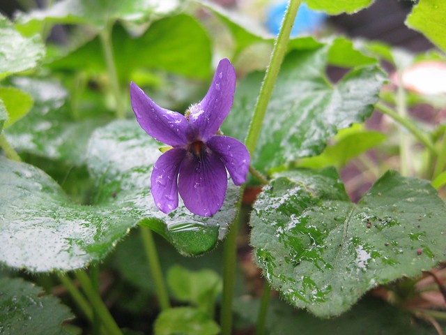 sweet violet (Viola odorata)