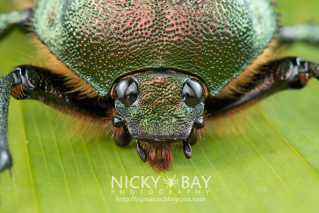Scarab Beetle (Cheirotonus sp.) - DSC_6508