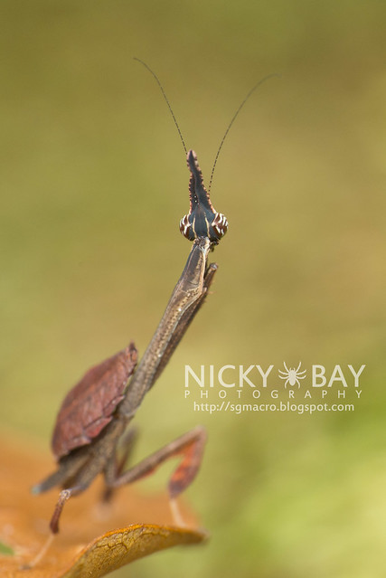 Bark Horned Mantis nymph (Ceratocrania macra) - DSC_6685