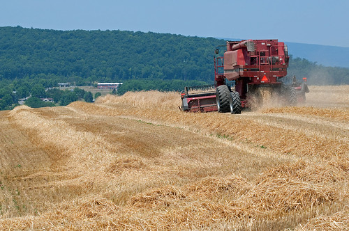 field farming grain harvest combine fields hay