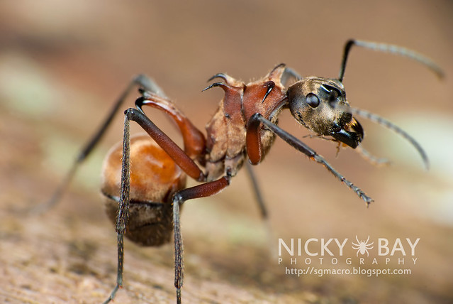 Fish Hook Ant (Polyrhachis bihamata) - DSC_4346