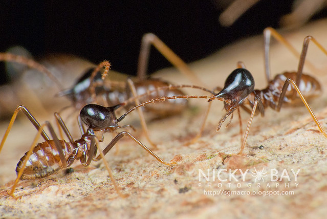 Nasute Termite? (Termitoidae) - DSC_1989