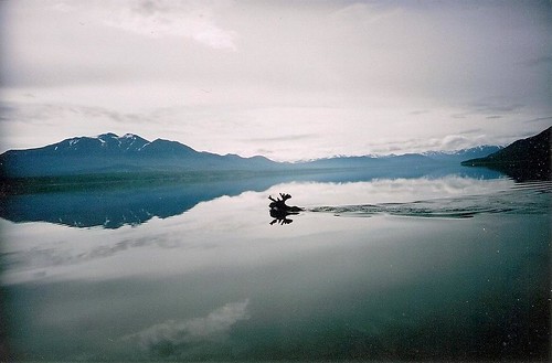 old lake canada mountains water swimming moose scan yukon oldphoto aminal tagishlake 365daychallenge canoneos7d