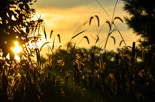 morning sunrise landscape nature fields early outdoors pennsylvania goldenhour gold yellow summer warm grass weeds