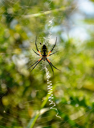 minnesota prairie spider blackandyellowgardenspider gardenspider