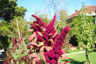 a garden amaranth variety