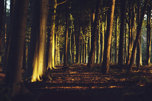 morning trees orange sun sunlight nature forest sunrise woodland early woods quiet magic firstsun 100mmf28macro