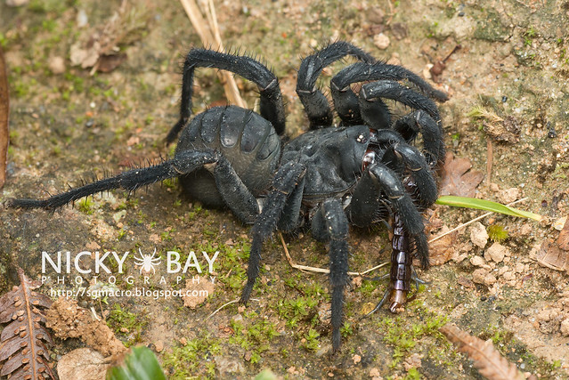 Black Armoured Trapdoor Spider (Liphistius malayanus) - DSC_6234