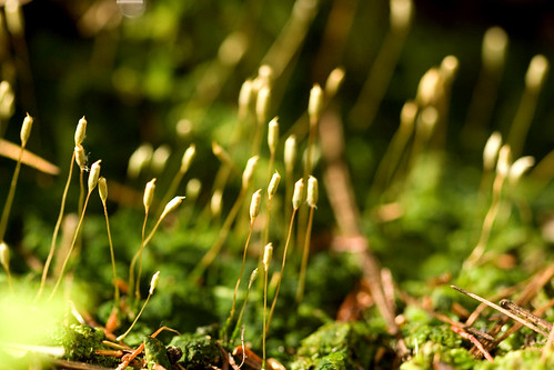 green moss flora pennsylvania blooms tendrils michaux michauxstateforest