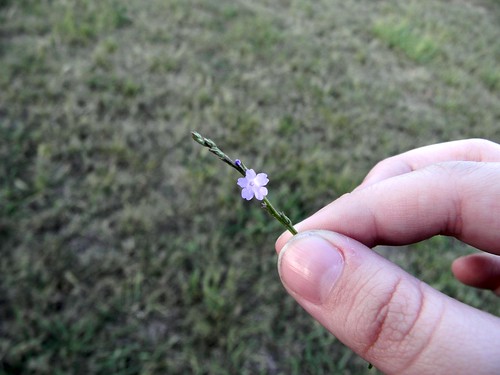 flower fall grass hand purple little
