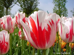 Dutch Tulips, Keukenhof Gardens, Holland - 3952 POTD
