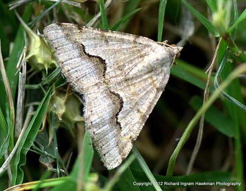 nature moths macrophotography butterfliesandmoths nikond5100 texasbutterfliesandmoths decoratedgranitemothdigrammiadecorata