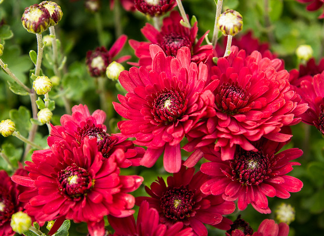Red Mums, Mums, Red, Flowers, Fall, Autumn
