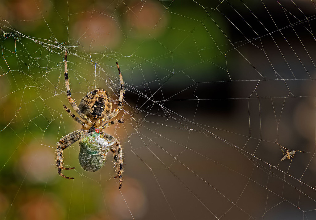 A voracious Spider eating its prey (Nezara viridula). (Explored)