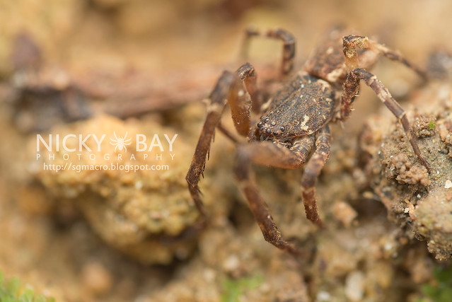 Crab Spider (Thomisidae) - DSC_5226