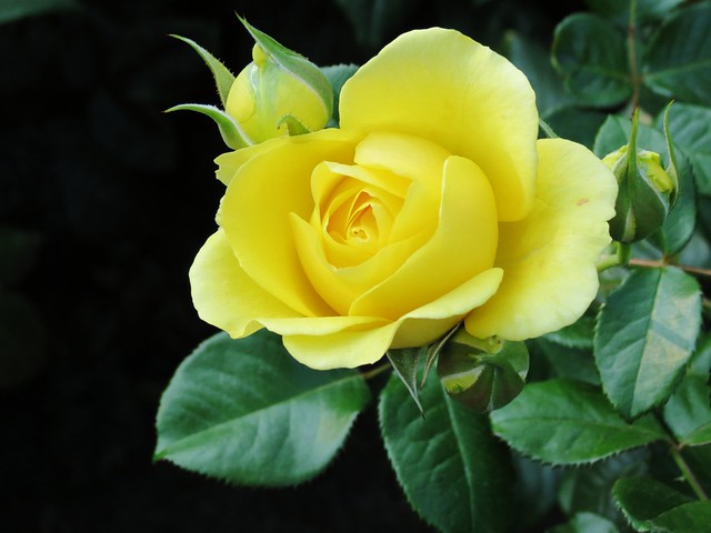 Rose Garden, Portland, Oregon | September 2012 | By: CarolMunro ...