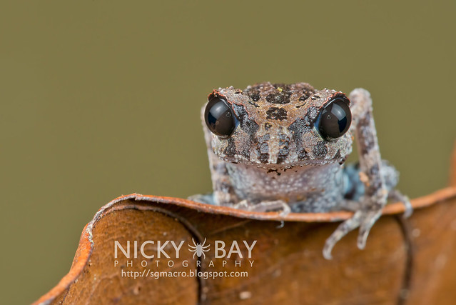 Black-eyed Litter Frog (Leptobrachium nigrops) - DSC_8611