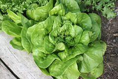 lettuce Butterhead Green, Ermosa 081