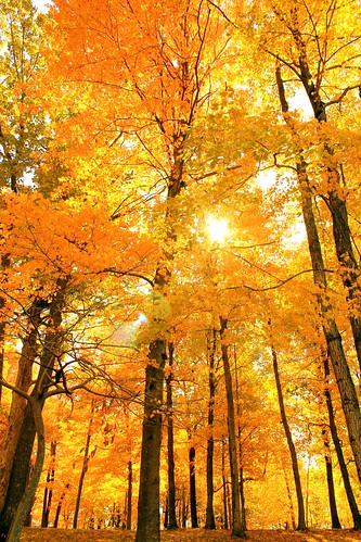 autumn trees fall leaves wisconsin wi sugarmaple bluemounds brighampark