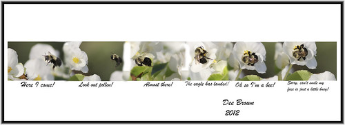 flowers ohio white flying bumblebee bumblebeeinflight flightofabumblebee