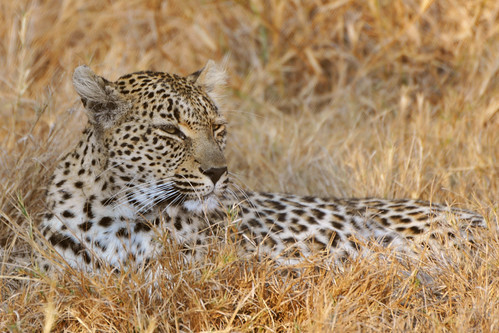 africa morning sun sunrise southafrica dawn leopard sabi krugerpark kruger savanna gamedrive gamereserve sabisand inyati inyatigamereserve
