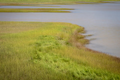 Saltwater marsh