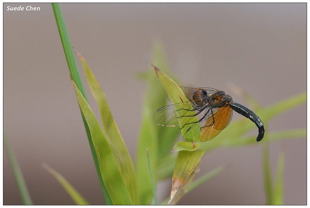 漆黑蜻蜓 Nannophyopsis clara (Needham, 1930)