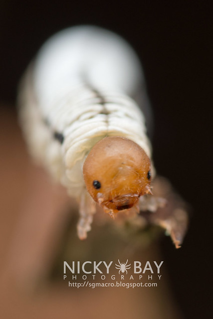 Sawfly larva (Symphyta) - DSC_5842