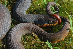 Copper Bellied Water Snake