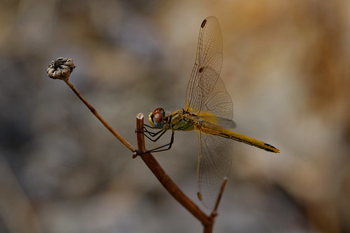 italy dragonfly sony libelula libelle insekt italie waterjuffer libel
