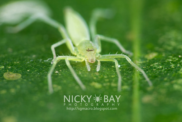 Sac Spider (Clubionidae) - DSC_6486