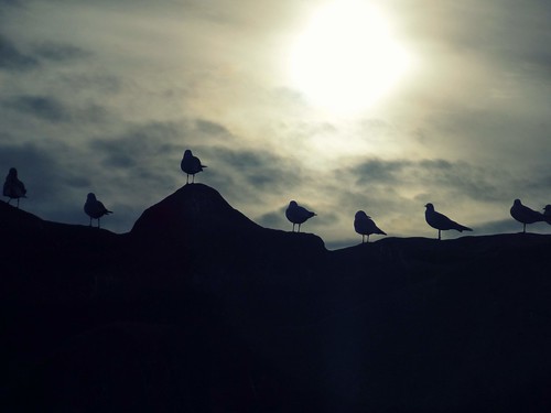 sunset sky sun seagulls birds silhouette backlight outside gelsenkirchen