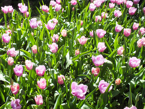 flower garden botanical spring fuji blossom dana australia perth tulip araluen hs20 exr iwachow