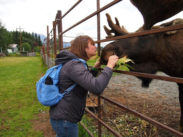 Moose Kisses, Alaska