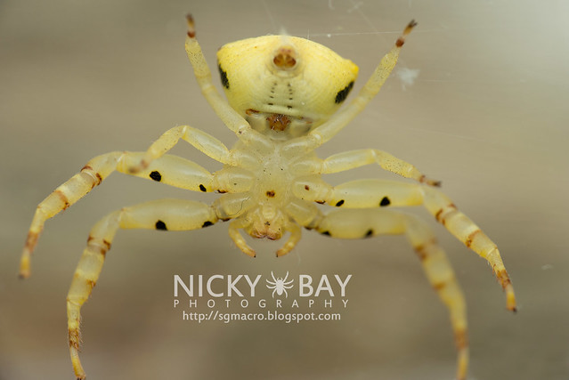 Crab Spider (Thomisidae) - DSC_5142