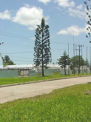 Araucarias en el Centro de Biotecnologia, Universidad Central Marta Abreu de Las Villas, Cuba, año 1997