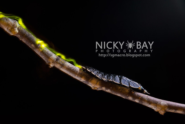 Firefly larva (Lampyridae) - DSC_9321