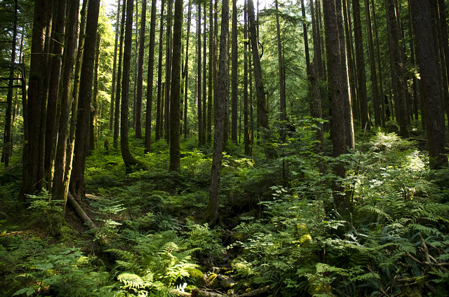 Vancouver Forest | Flickr - Photo Sharing!