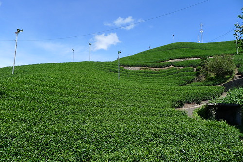 green japan geotagged kyoto day tea plantation 緑 茶 京都府 茶畑 wazuka 和束町 geo:lat=34791599456805294 geo:lon=1358943923413699 pwpartlycloudy