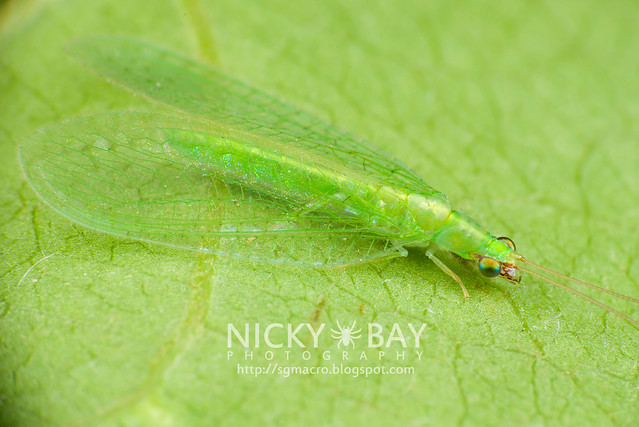 Green Lacewing (Chrysopidae) - DSC_6073
