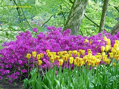 Dutch Tulips, Keukenhof Gardens, Netherlands - 3921