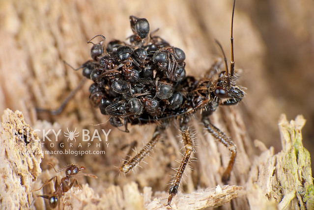 Ant-snatching Assassin Bug nymph (Reduviidae) - DSC_2024