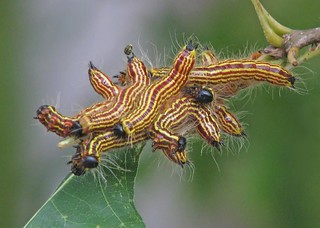Cluster of datana moth caterpillars on oak